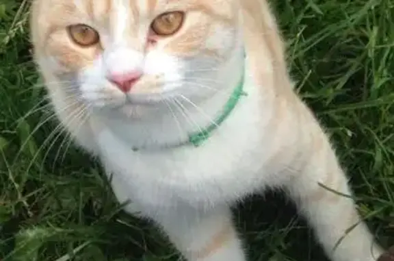 Пропала кошка в Клине, Московская область