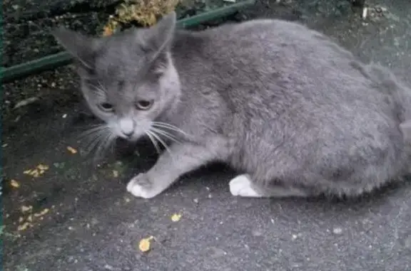 Найдена кошка в Измайлово
