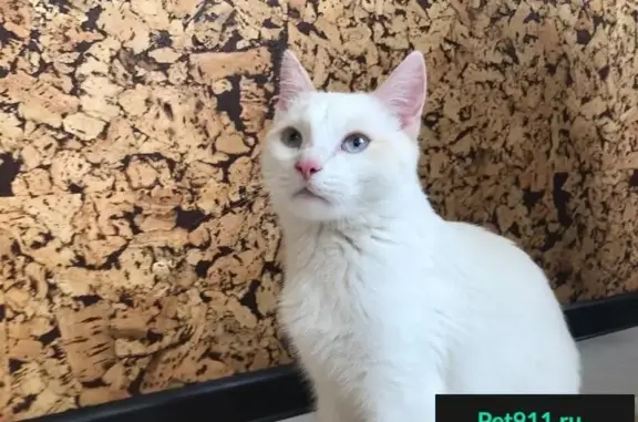 Найден кот в Подольске