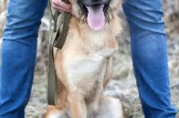 Найдена собака Бумер в Твери и области