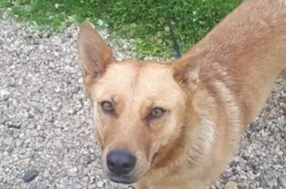 Найдена рыжая собака в Полушкино, Московская область