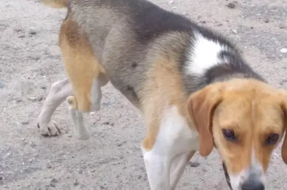 Найдена собака с поврежденной лапой в Белых Берегах, Брянск