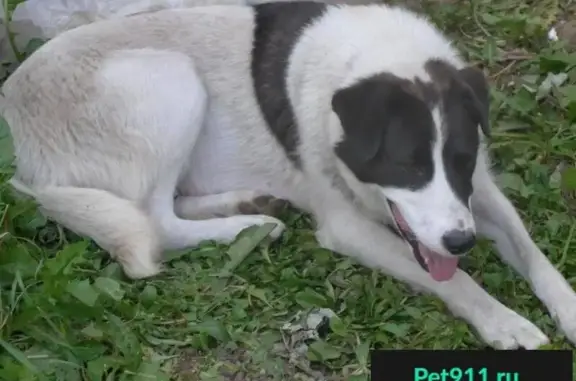Пропала собака на Российской 31, видели у Ильинского рынка и в Сипайлово.