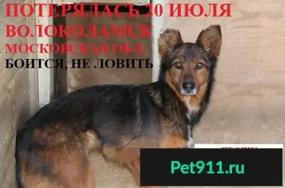 Пропала собака на дороге Волоколамск - Дубосеково