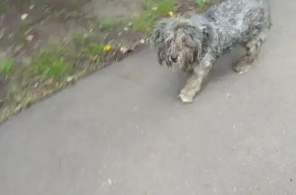 Найдена собака на Коровинском шоссе, хромает