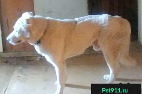 Пропала собака Микки, ВАО Москва, белый окрас, нуждается в специальном уходе!