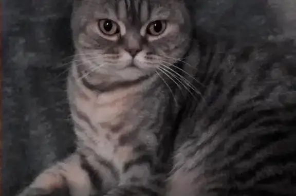 Объявления о пропавших и найденных животных, Макіївка, фото: Пропала кошка 