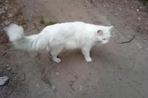 Потерянные белые кот и кошка в Тверской области