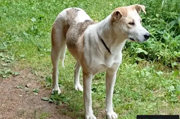 Найдена добрая собака в Мишнево, Московская область