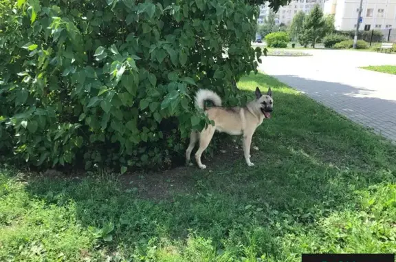 Найдена лайкоподобная собака в Дюссельдорфском парке