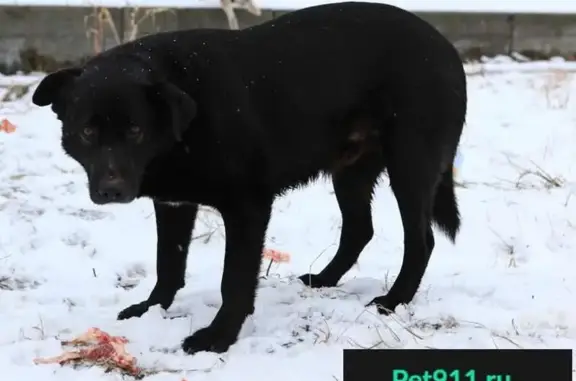 Пропала собака в деревне Кулаково, Раменский район, Московская область