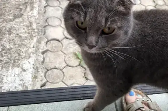 Потерянная кошка в деревне Падиково