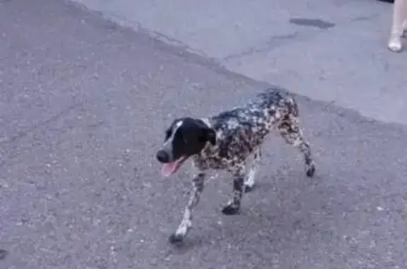 Найдена умная щенок-девочка в Набережных Челнах