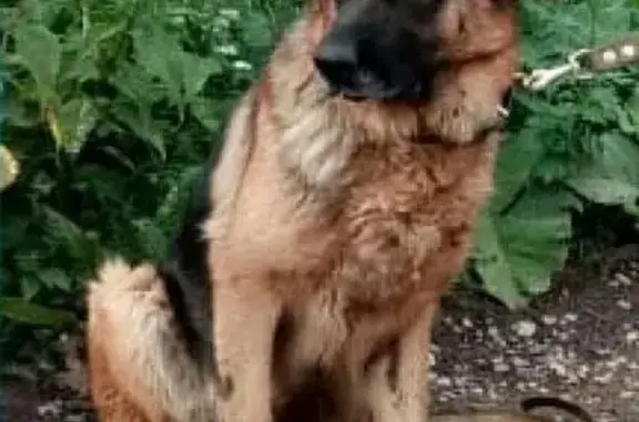 Пропала собака в Нахабино, найдена овчарка/метис.