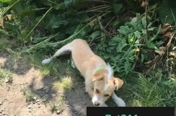 Найден грустный щенок в Таганроге