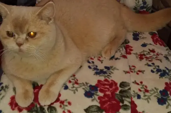 Пропала кошка в общежитии в Рязани