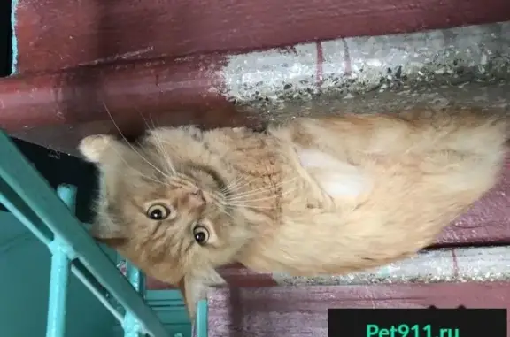 Пропал кот, найден на улице Ремизова 3к1, Москва