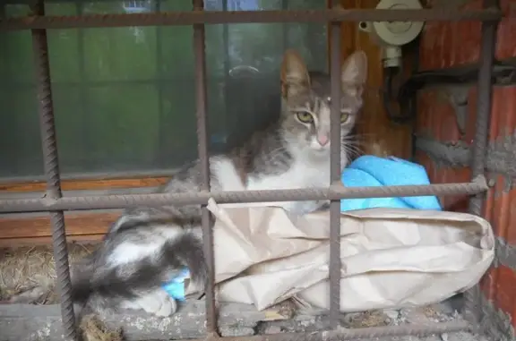 Найдена кошка в Рязани с котятами