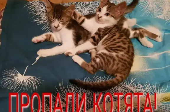 Кошки потеряшки, Эстосадок, фото: Потеряшкаи два котенка в Эсто-Садок, просьба о помощи