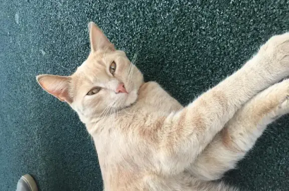 Пятнистая кошка на Златоустинской, видео после кастрации