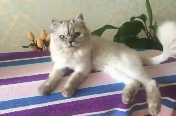 Пропала персидская кошка на ул. Академика Постовского 12а, Юго-западный район, Екатеринбург