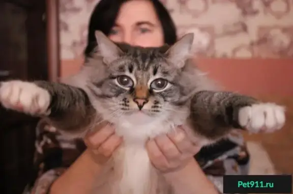 Кошки потеряшки, Прибрежненское, фото: Потеряшка кот с дачи в Заречном, Ульяновская область.