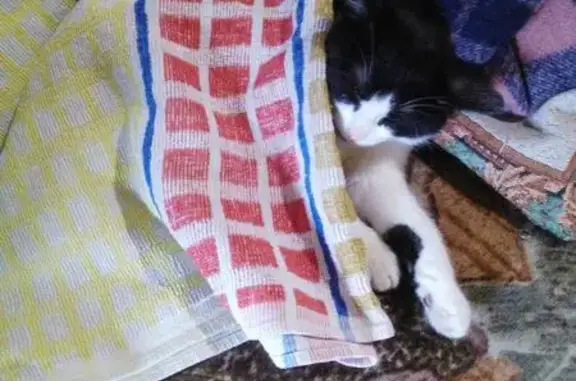 Пропал чёрно-белый котёнок в Нижнем Тагиле, ул. Окунева 30 (25.07.2018)
