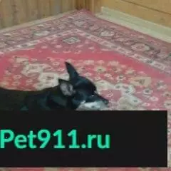 Пропала собака найдена в Смолино, Челябинск