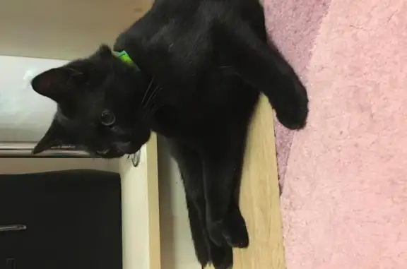 Найдена чёрная кошка с зелёным ошейником на ул. Героев Танкограда