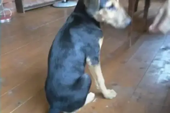 Пропала и найдена собака в Троицке