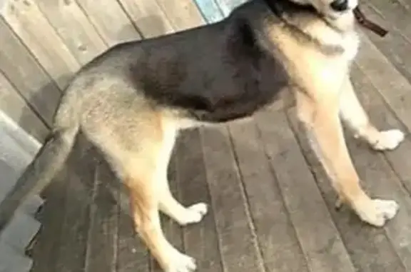 Пропала собака в посёлке Лесные Поляны
