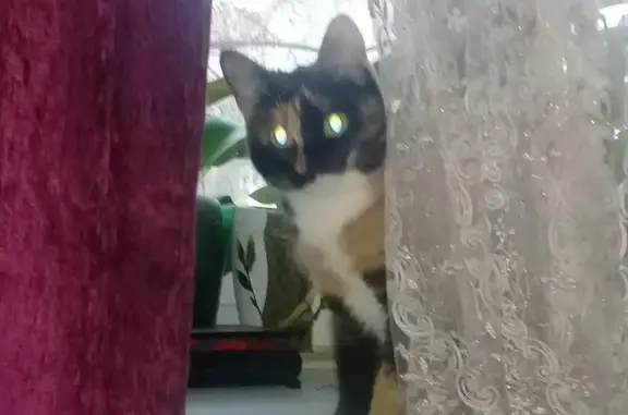 Кошки потеряшки, Ярославль, фото: Потеряшка кошка на Володарского, 4 в Ярославле