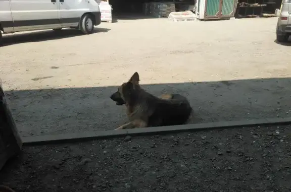 Найдена доброжелательная собака в поселении Ватутинки, Москва
