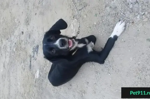 Найдена собака на пр. Ленина 55, Березники