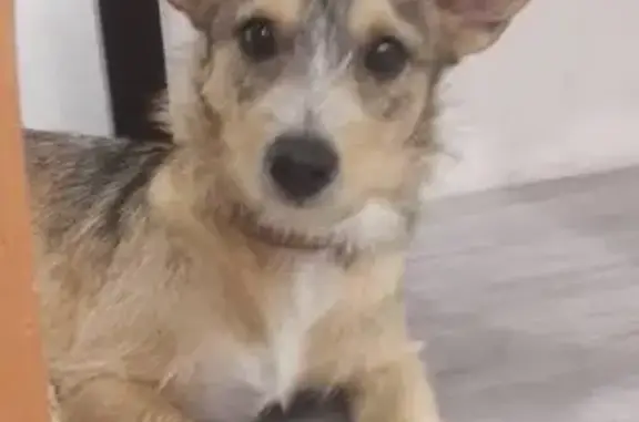 Собака найдена в Тюмени: добрый пёс.