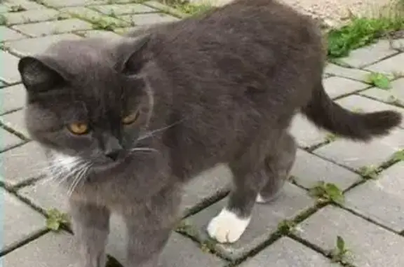 Пропала кошка, найден котик на ул. Сутырина в Кирове