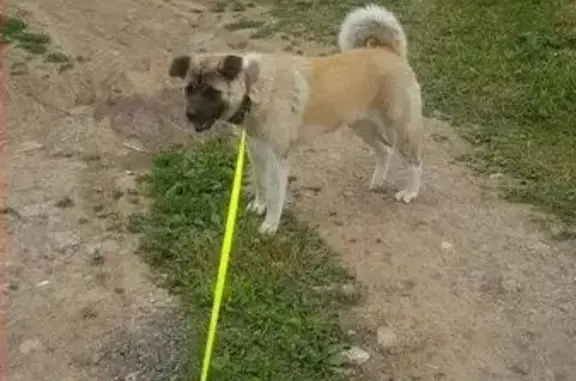 Пропала собака Кора в Домодедово, д.Авдотьино!
