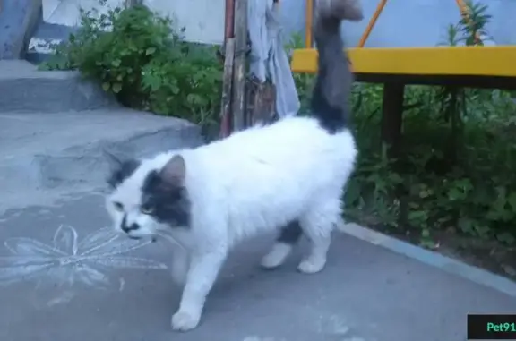 Найдена кошка в пролетарском районе с ошейником