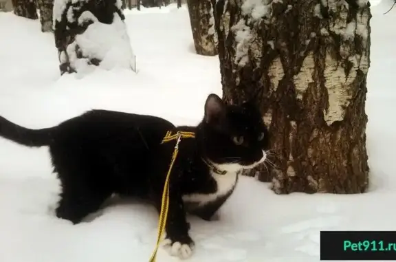 Кошки потеряшки, Нижний Новгород, фото: Потеряшка кот на улице Лопатина, Нижний Новгород