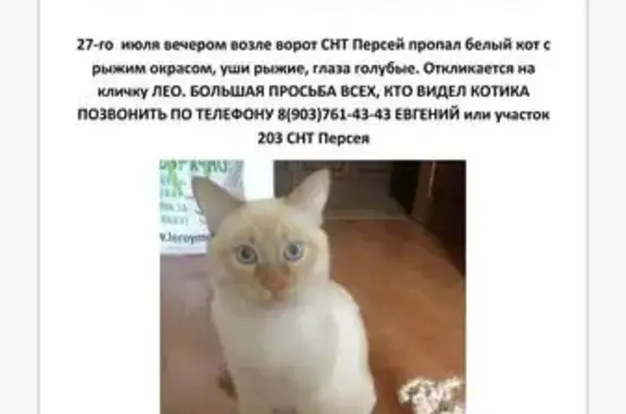 Пропал котик Лео в СНТ Персей, Московская область