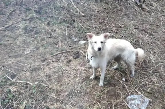 Пропала собака на Ленинградском направлении