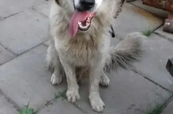 Найдена собака в Ракитном Белгородской области