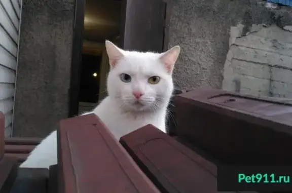 Пропали кошка и кот: Киселевская ул., 12, Новокузнецк