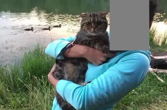Пропала кошка на Глубоком озере в Казани
