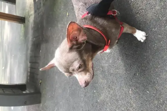 Найдена собака на детской площадке у Оврага в Москве
