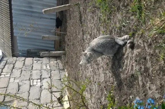 Пропала кошка в поселке Варламово, Самарская область