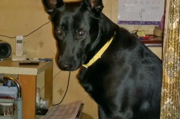 Пропала собака Гера в Дмитровском, Москва