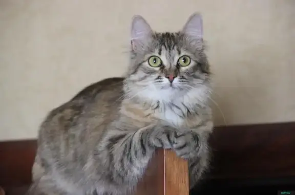Пропала кошка Мышка в Одинцовском районе МО