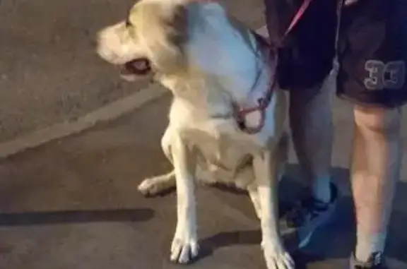 Найдена собака в Ржавках, боится машин.