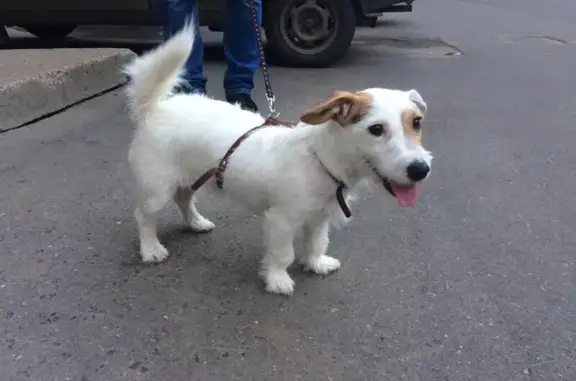 Найдена собака в Жуковском: джек-рассел терьер, девочка, приют у Светланы (дом 18, наб. Циолковского)